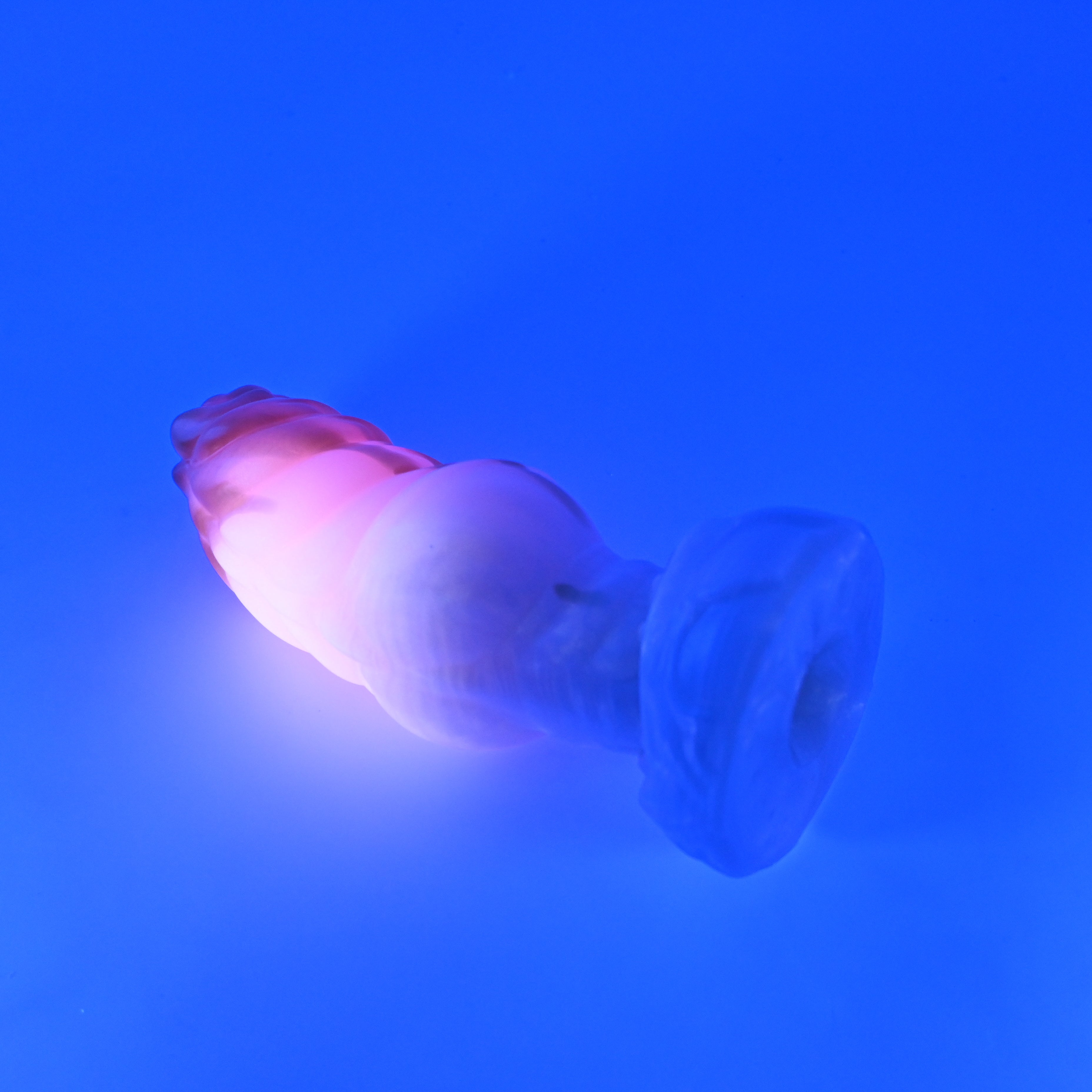 P3MKF79 Pluto Medium 0050 UV GITD GOBLIN HOLE