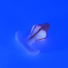 Load image into Gallery viewer, F2MKF25 Cylo Plug Small 0050 UV GITD
