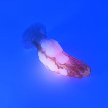 Load image into Gallery viewer, B2MKF03 Flora Small 0050 UV GITD
