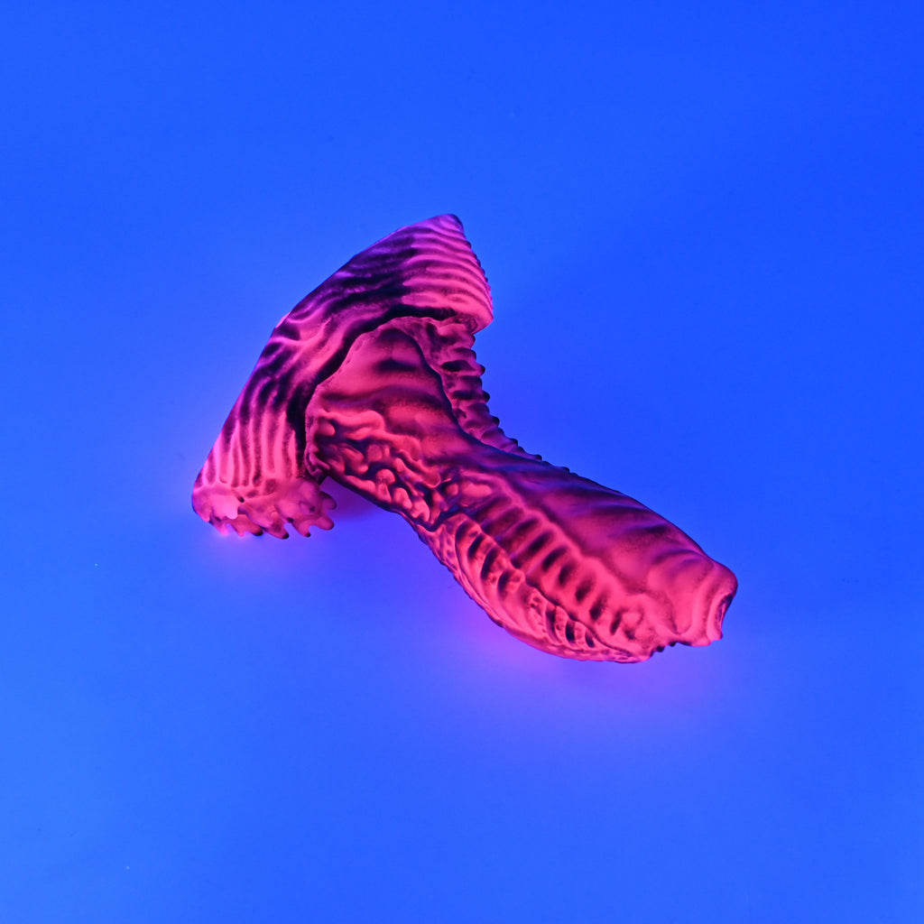 X2SKG19 Shin Small 0030 UV GITD