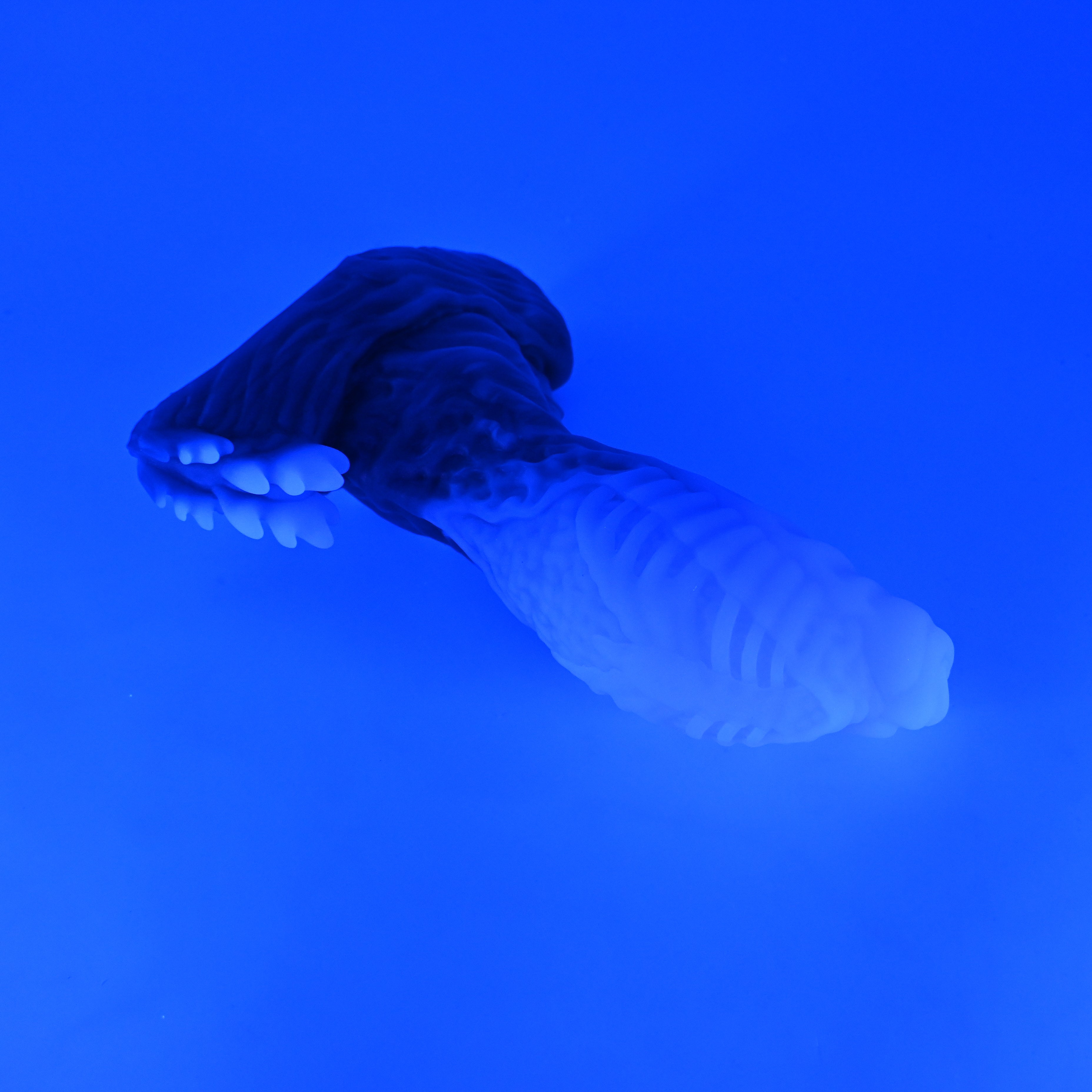 X3XKG21 Shin Medium 0020 UV GITD