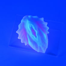 Load image into Gallery viewer, C2MKG98 Calypso Small 0050 UV GITD
