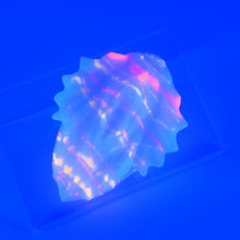 Load image into Gallery viewer, C2MHE08 Calypso Small 0050 UV GITD
