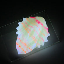 Load image into Gallery viewer, C2MHE08 Calypso Small 0050 UV GITD
