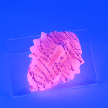 Load image into Gallery viewer, C2MHE09 Calypso Small 0050 UV GITD
