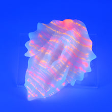Load image into Gallery viewer, C4MHE10 Calypso Large 0050 UV GITD
