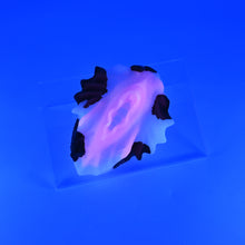 Load image into Gallery viewer, C2SJF64 Calypso Small 0030 UV GITD
