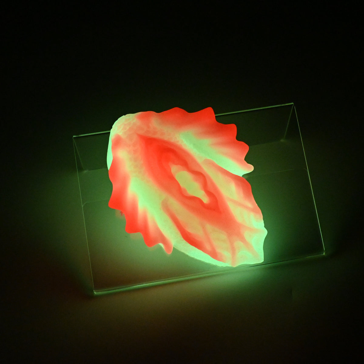 C2MKJ85 Calypso Small 0050 UV GITD