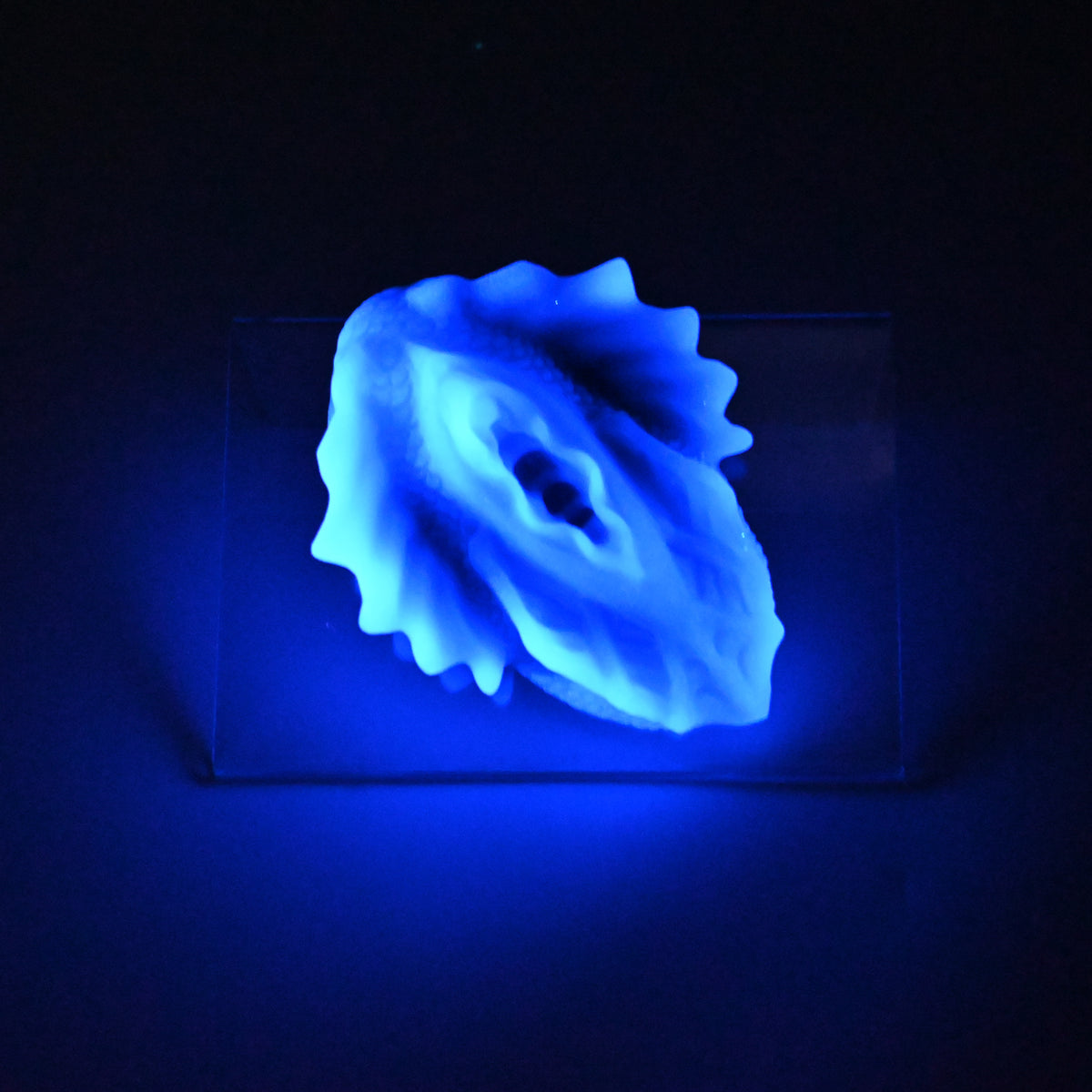 C2XKJ86 Calypso Small 0020 UV GITD