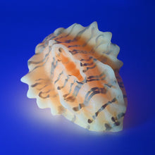 Load image into Gallery viewer, C2MGE27 Calypso Small 0050 UV GITD
