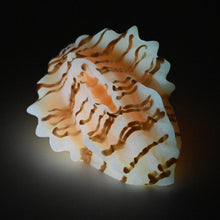 Load image into Gallery viewer, C2MGE27 Calypso Small 0050 UV GITD
