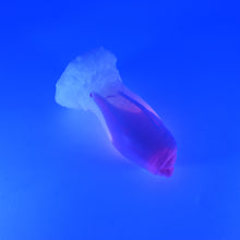 Load image into Gallery viewer, 82MJF55 Hue Small 0050 UV GITD
