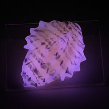 Load image into Gallery viewer, C2XJH29 Calypso Small 0020 UV GITD CS
