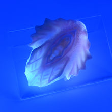 Load image into Gallery viewer, C2MJH30 Calypso Small 0050 UV GITD CS
