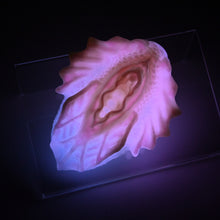 Load image into Gallery viewer, C2MJH30 Calypso Small 0050 UV GITD CS
