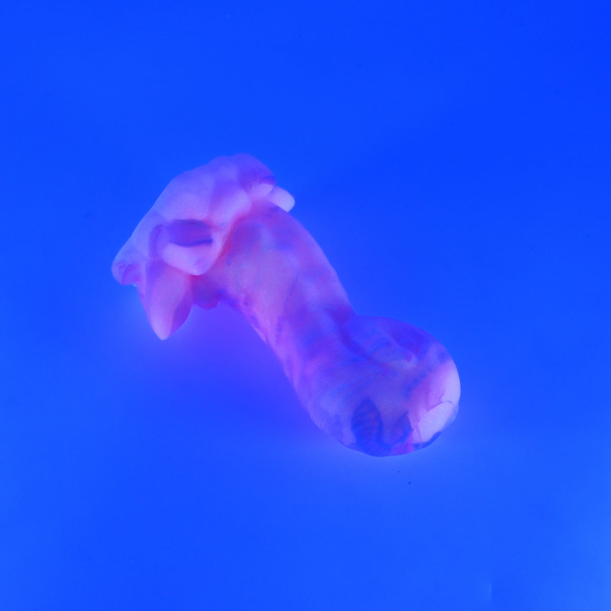 72SKJ48 Terra Small 0030 UV GITD