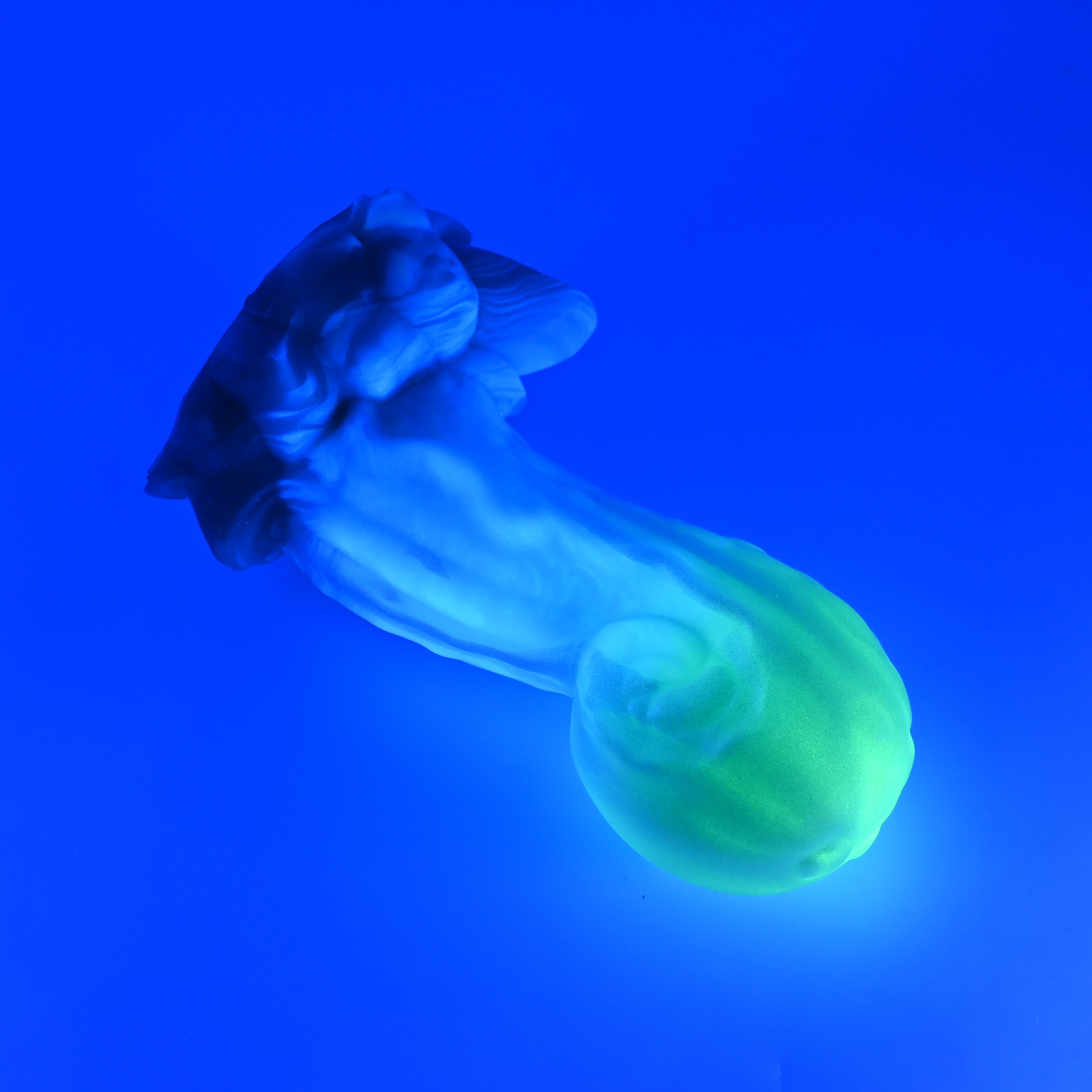 73SKJ50 Terra Medium 0030 UV GITD CS