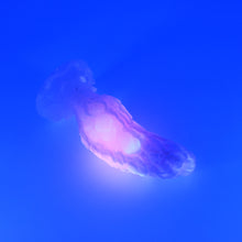 Load image into Gallery viewer, B2XHF29 Flora Small 0020 UV GITD CS
