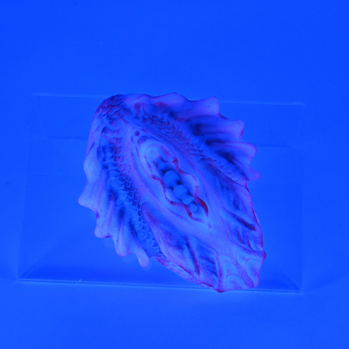 C2SKM28 Calypso Small 0030 UV GITD
