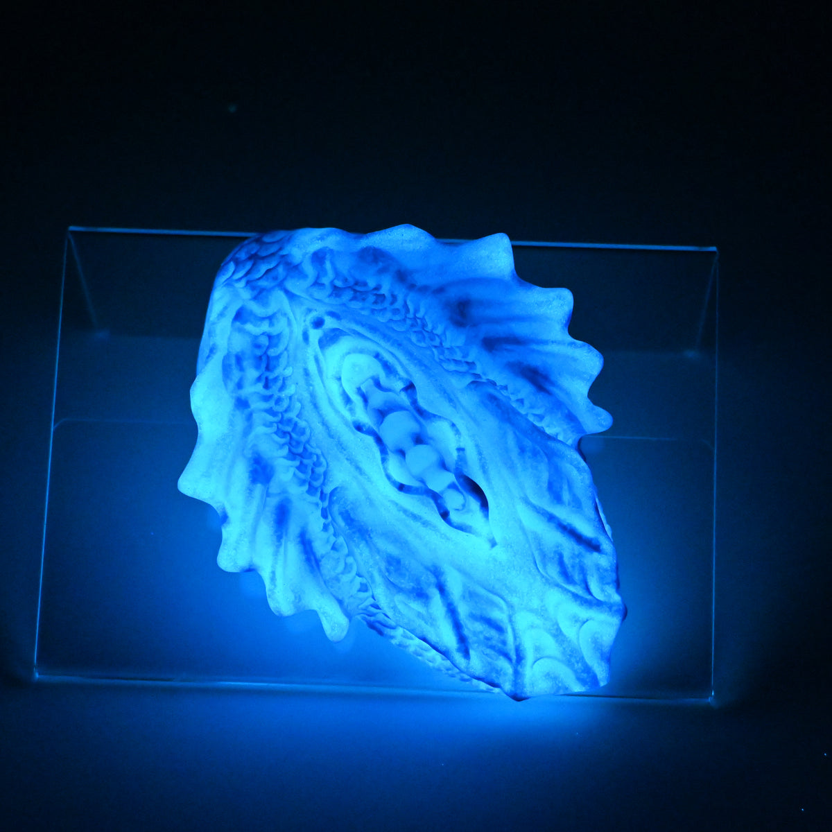 C2SKM28 Calypso Small 0030 UV GITD