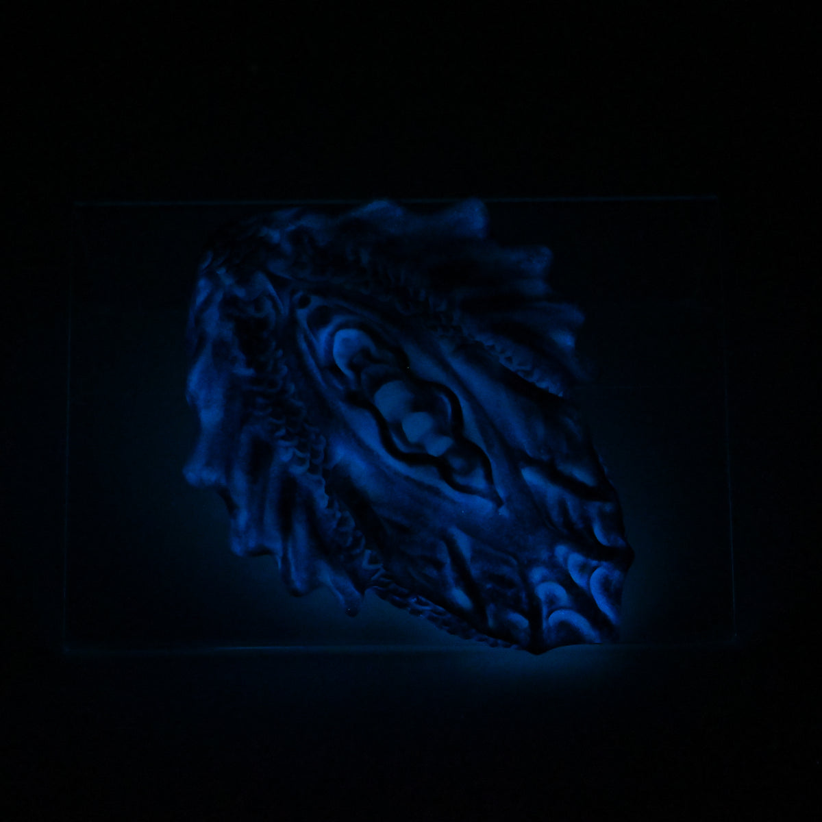C2SKM29 Calypso Small 0030 UV GITD