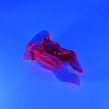 Load image into Gallery viewer, A2SJH12 Alara Small 0030 UV GITD
