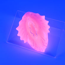 Load image into Gallery viewer, C2XHJ32 Calypso Small 0020 UV GITD
