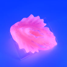 Load image into Gallery viewer, C4XHJ34 Calypso Large 0020 UV GITD
