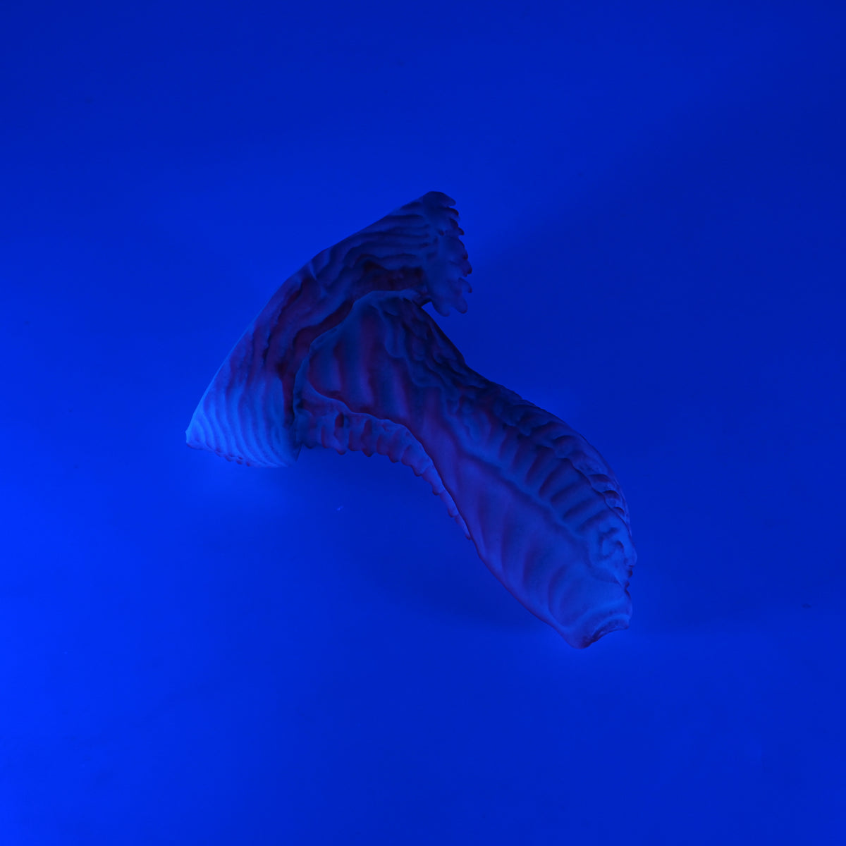 X2SKN06 Shin Small 0030 UV GITD