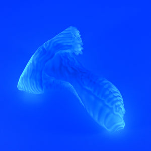 X2XHK18 Shin Small 0020 UV GITD