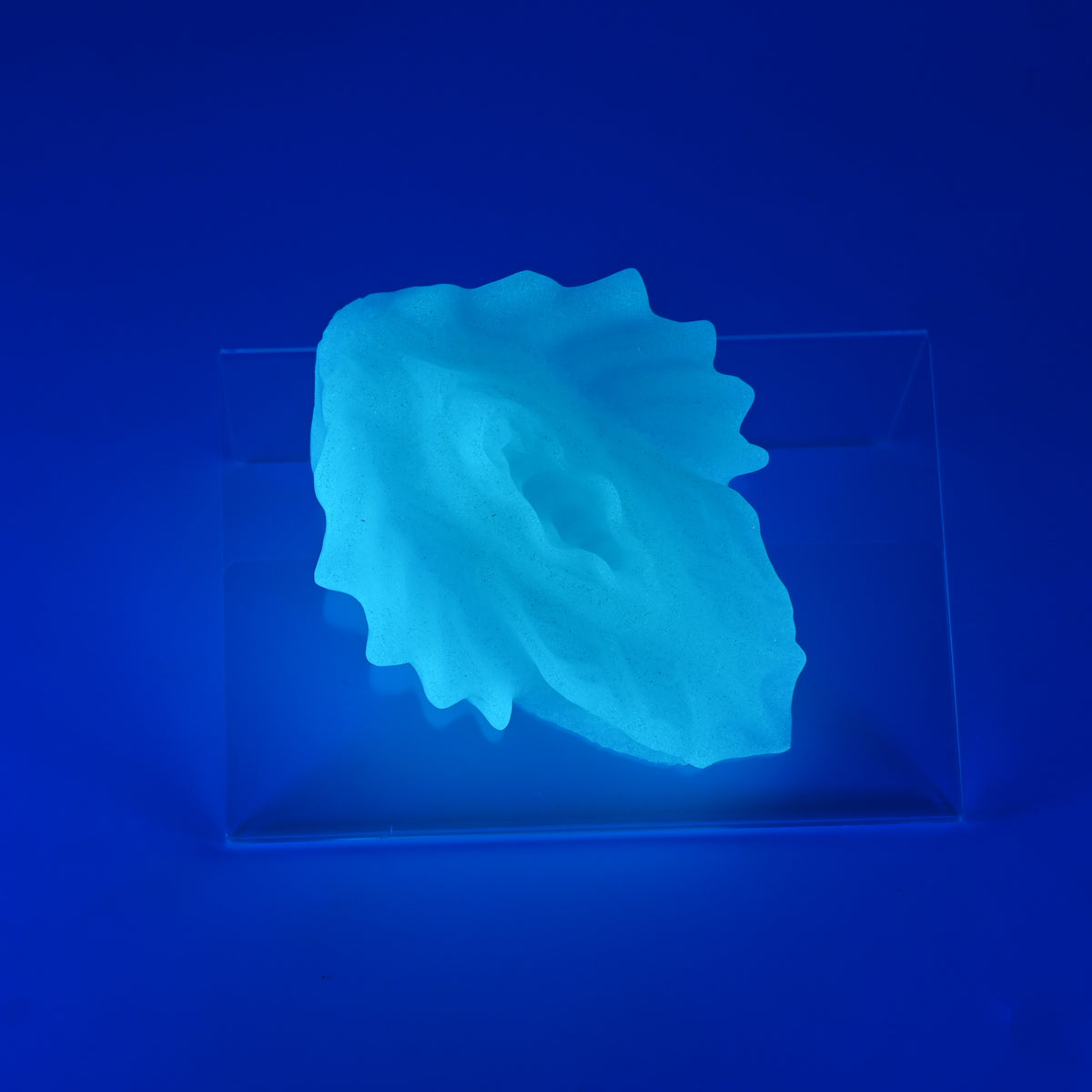 C2XKQ26 Calypso Small 0020 UV GITD