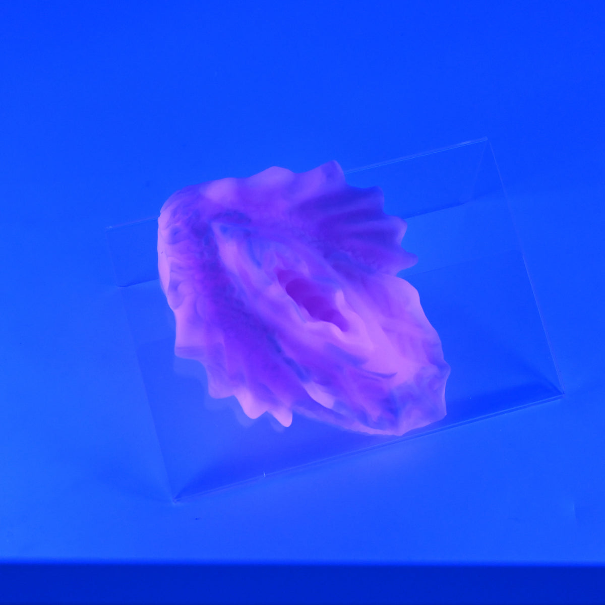 C2MKP08 Calypso Small 0050 UV
