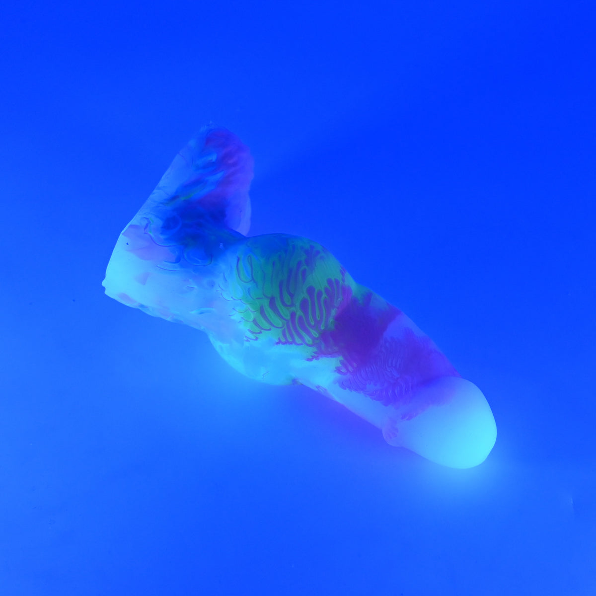 52SKN65 Jacob Small 0030 UV