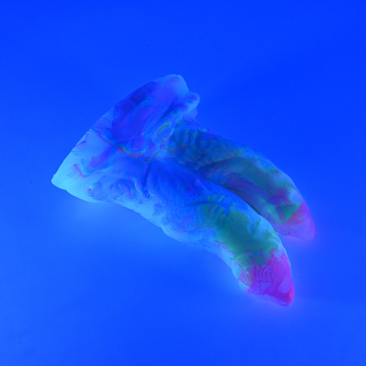 22SKN27 Vasuki Small 0030 UV
