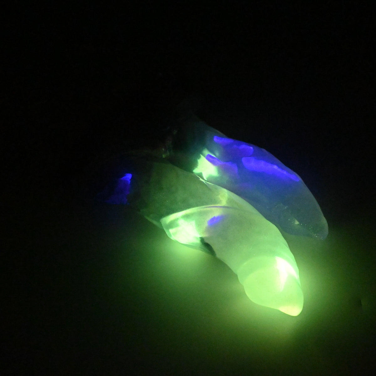 23TKN34 Vasuki Medium NC 0031 UV GITD CS