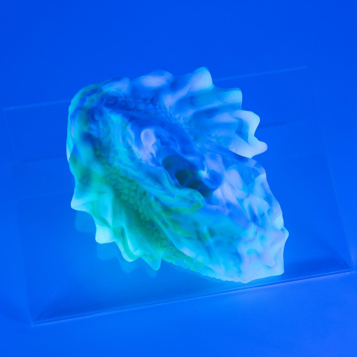 C2SJP76 Calypso Small 0030 UV GITD