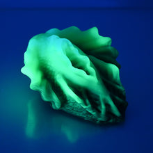 Load image into Gallery viewer, C2XEH82 Calypso Small 0020 UV GITD
