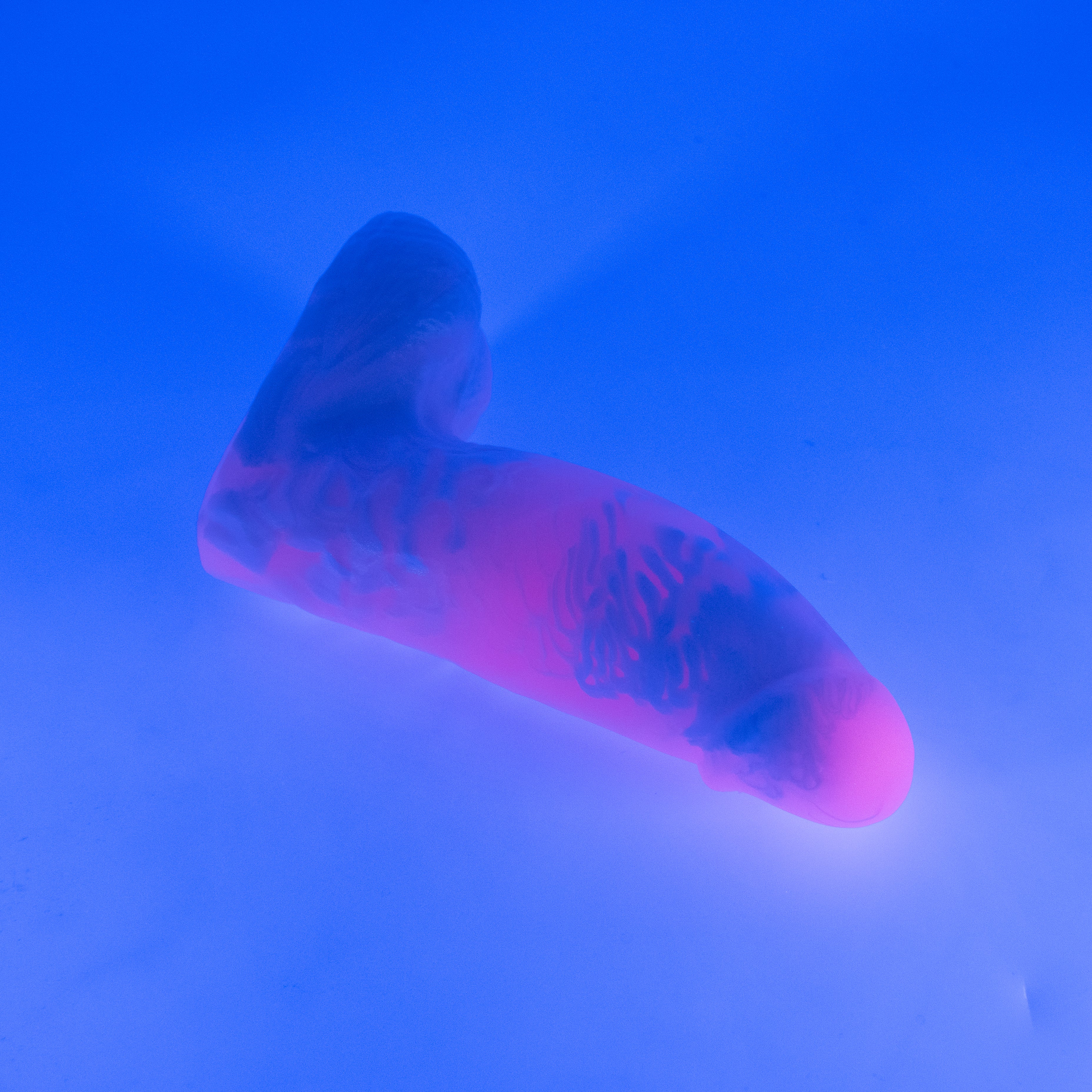 92MJP44 Kronos Small 0050 UV CS