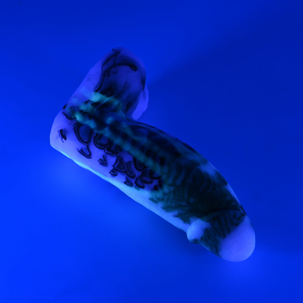 92MKQ93 Kronos Small 0050 UV GITD CS