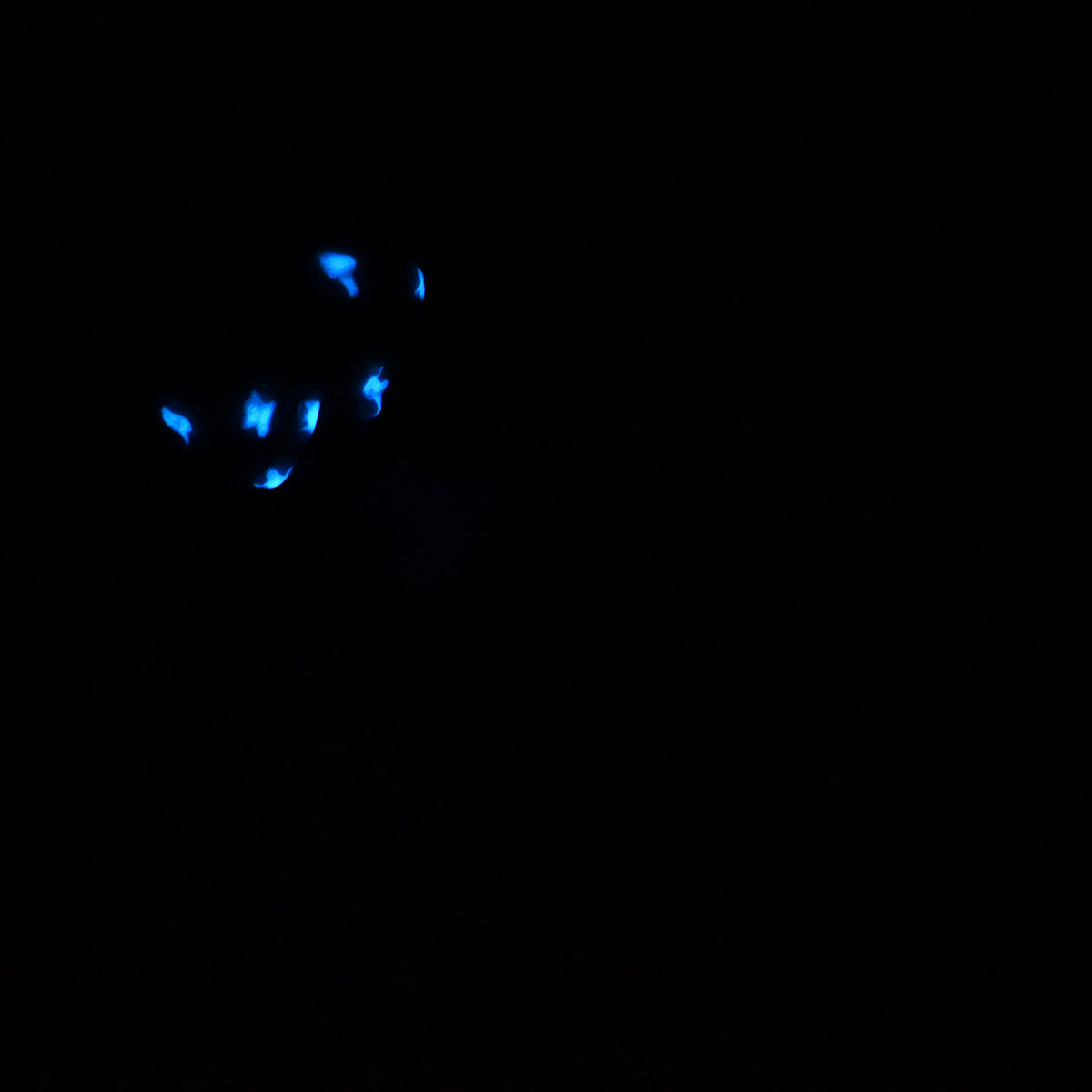 53SKQ75 Jacob Medium 0030 UV GITD CS