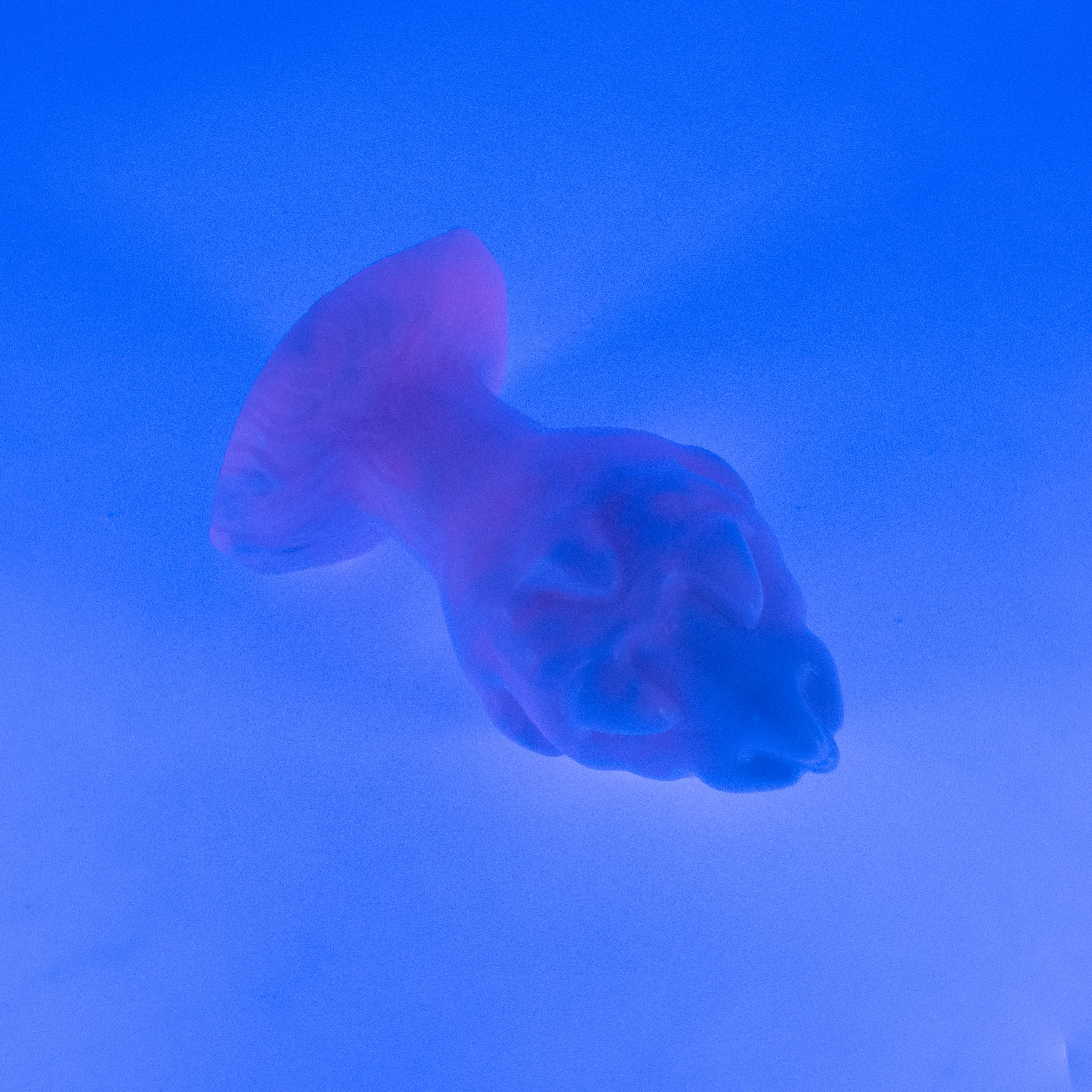 F3MJP84 Dragonfruit Plug Medium 0050 UV CS