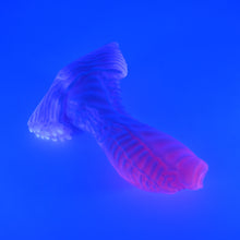 Load image into Gallery viewer, X3MHN27u Shin Medium 0050 UV GITD GHU

