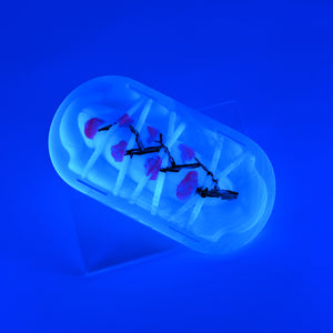 KYMHM51 Kyno 0050 UV GITD