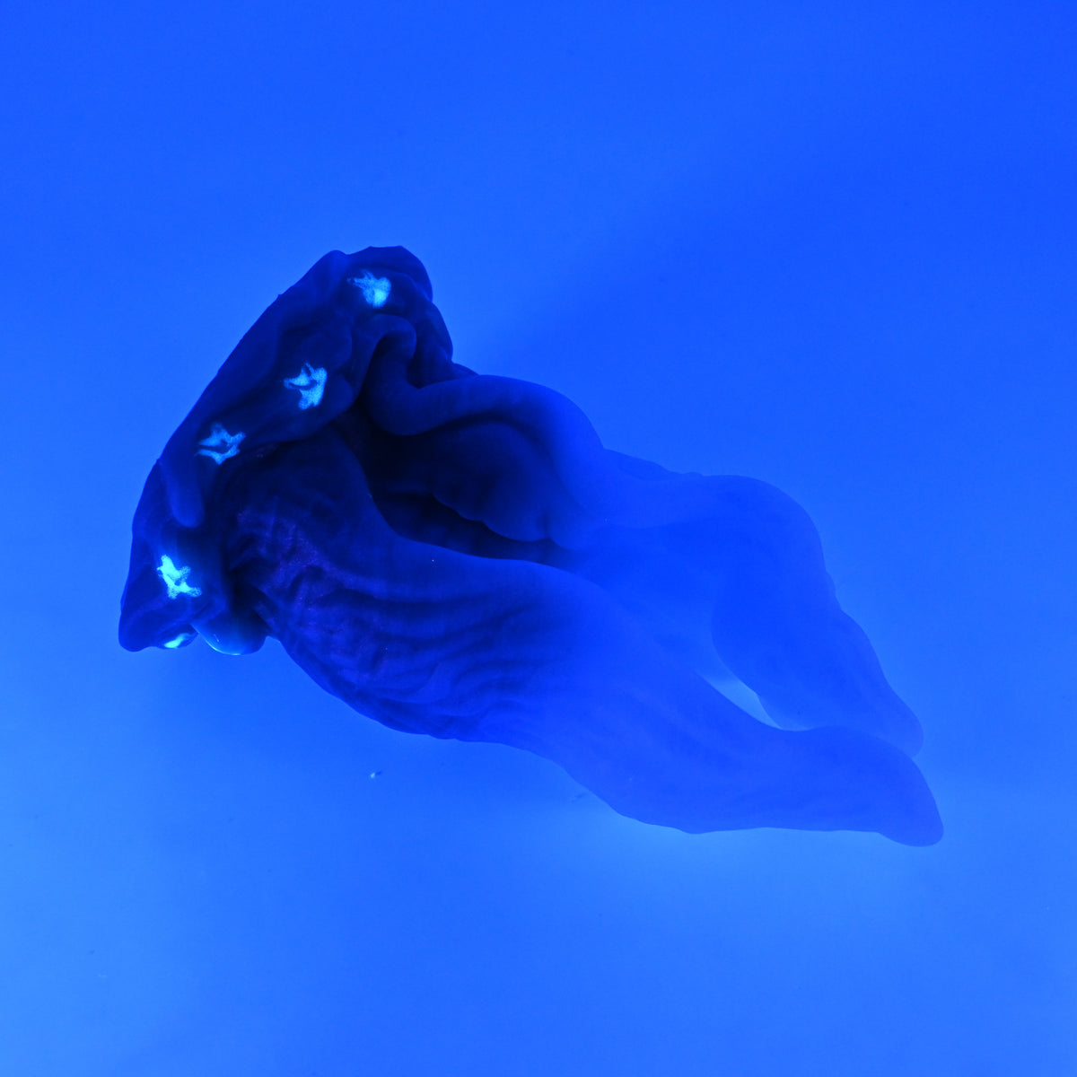 A4SKR08 Alara Large 0030 UV GITD CS
