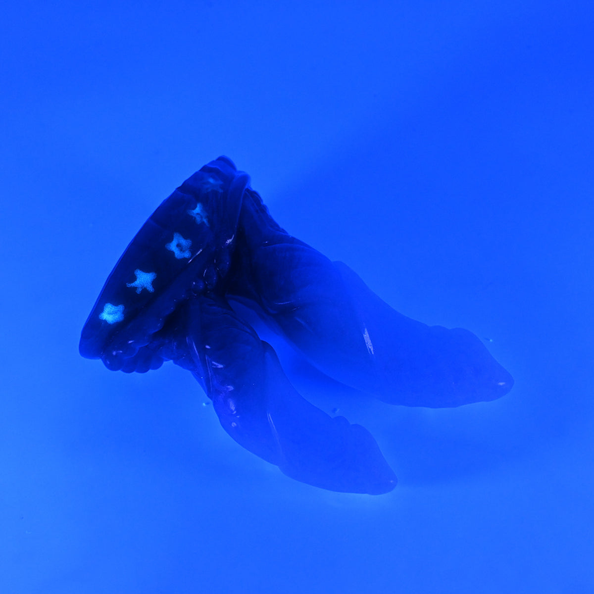 22SKQ37 Vasuki Small 0030 UV GITD CS