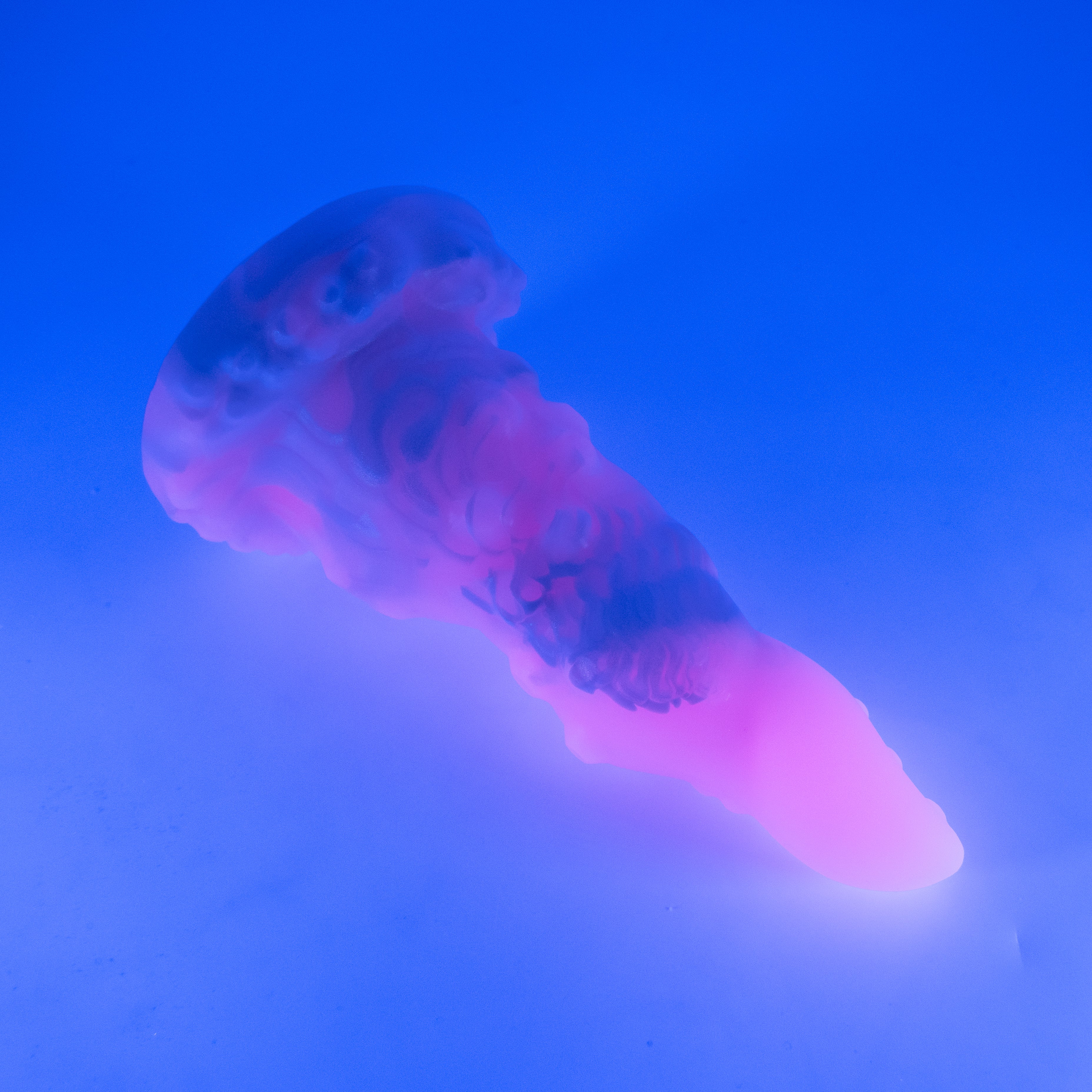 N3MJQ14 Nereid Medium 0050 UV CS GOBLIN HOLE