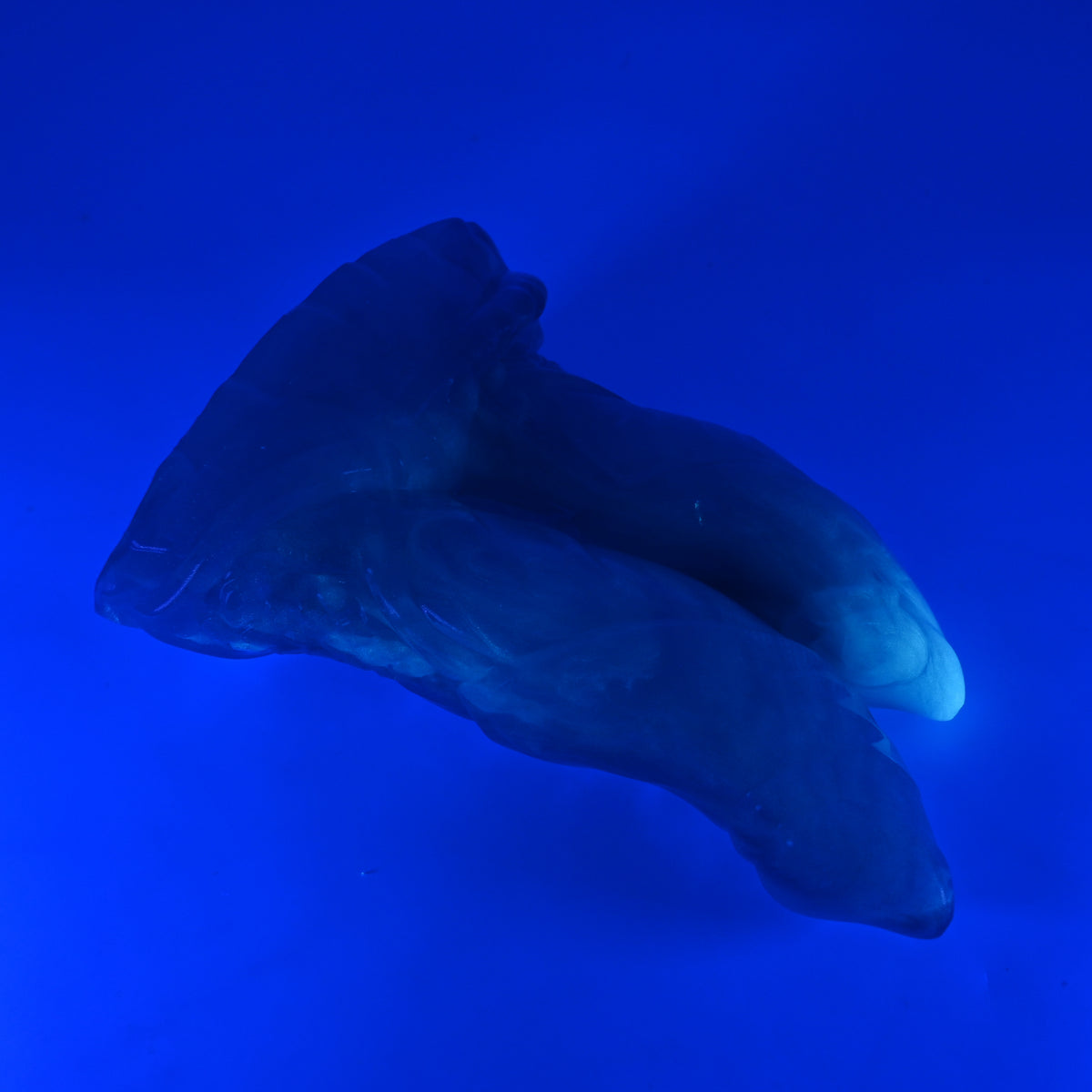 24TKQ48 Vasuki Large NC 0031 UV GITD CS