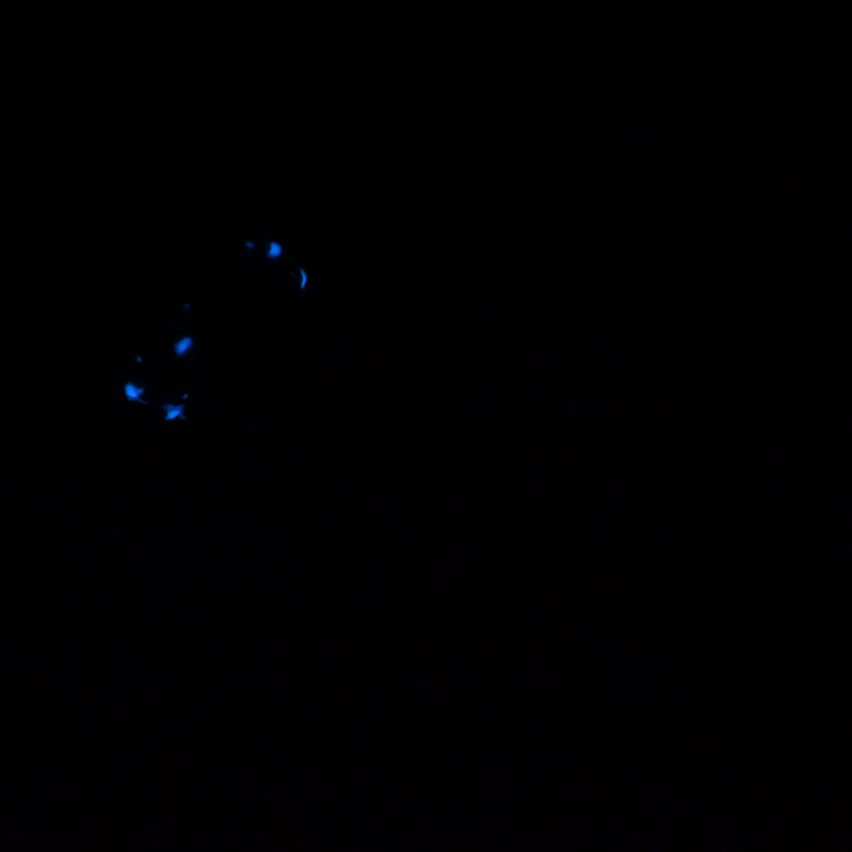 H2SKR26 Hellion Small 0030 UV GITD CS