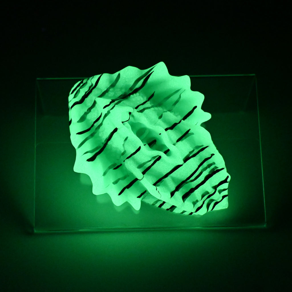 C2XJR54 Calypso Small 0020 UV GITD