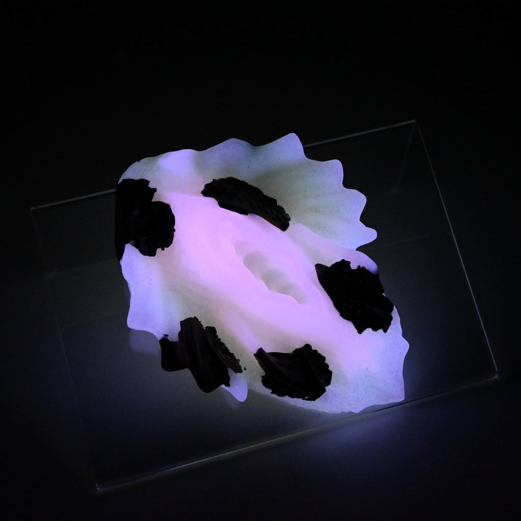 C2SJR55 Calypso Small 0030 UV GITD